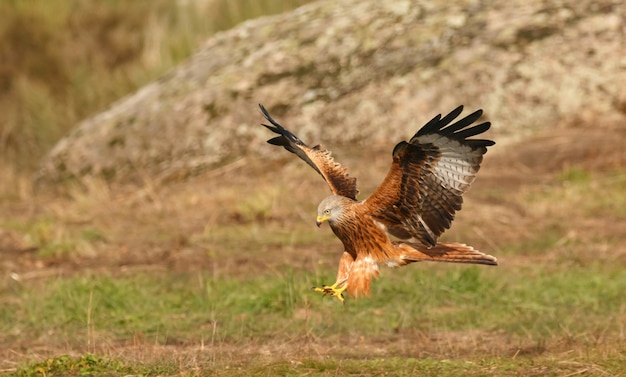 Superbe oiseau se posant sur le terrain