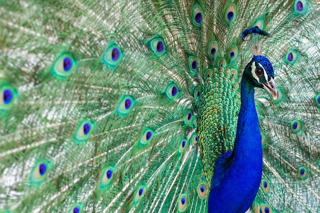 Superbe paon mâle indien aux ailes ouvertes montrant tous ses yeux bleus sur son plumage vert.