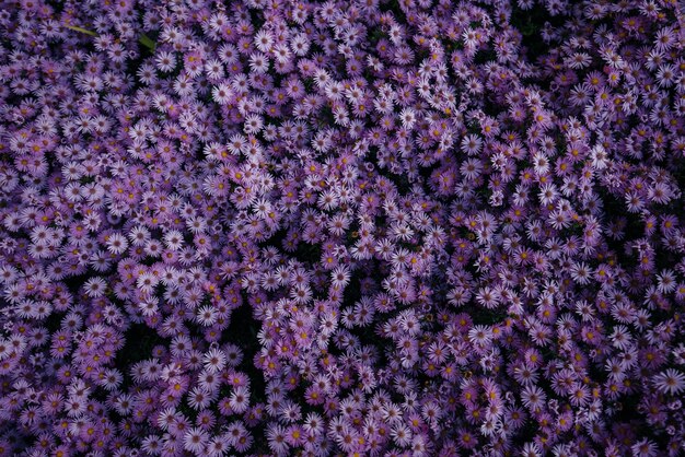 Superbe parterre de fleurs d'asters violets. Fleurs de printemps