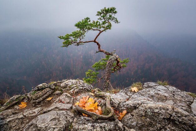 Superbe pic Sokolica dans les montagnes Pieniny au lever du soleil en Pologne