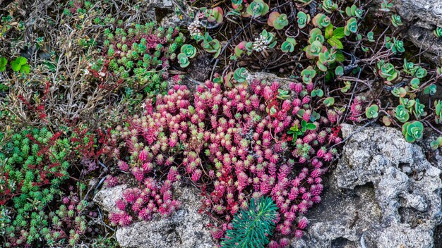 Superbe plante succulente verte et rouge Plante rustique poussant à l'extérieur Plante tropicale à climat chaud Vert citron teinté de rouge Jardin européen avec plantes exotiques