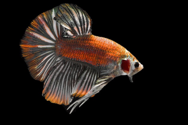 Superbe poisson betta doré sur fond noir