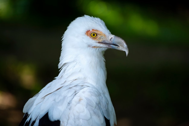 Photo superbe portrait d'oiseau dans la nature sauvage