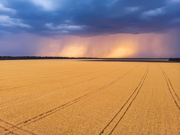 Superbe vue aérienne du champ de blé avec des nuages sombres Photographie de drone