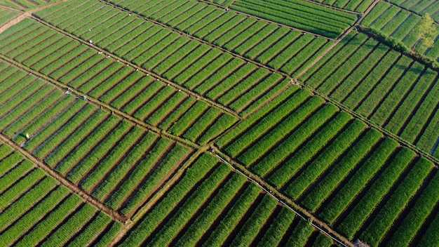 Superbe vue sur la ferme aux oignons