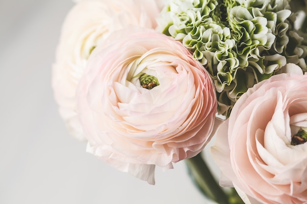 Superbes fleurs de renoncules roses fraîches, fond blanc.