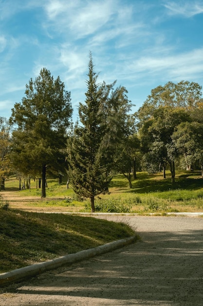 Photo superficie arborée