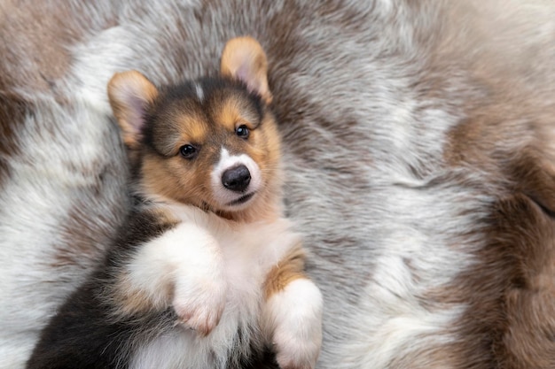 Supine Pembroke Welsh Corgi Puppy sur l'oreiller