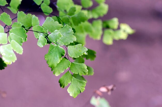 Suplir Adiantum venustum La fougère à poil de jeune fille de l'Himalaya Fond de feuillage vert