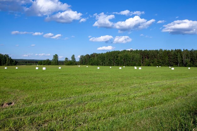 Un support d'herbe verte emballé dans un emballage lors de la préparation d'aliments pour animaux