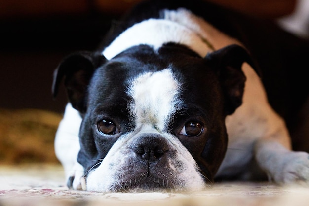 Surcharge de gentillesse, ai-je raison Photo d'un adorable chien à la maison