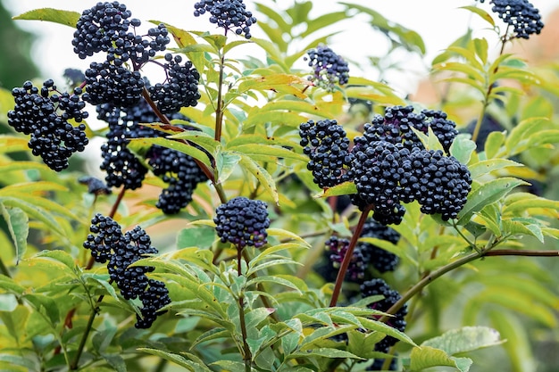 Sureau dans la forêt. Baies de sureau noir parmi les feuilles vertes. Plantes médicinales