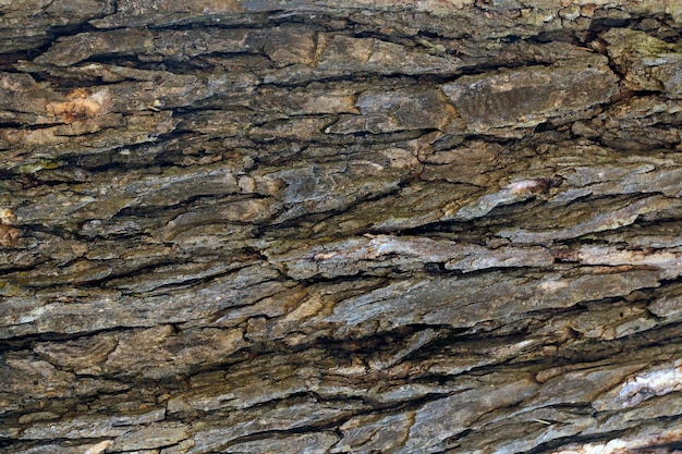 Surface de l'arbre en bois gros plan