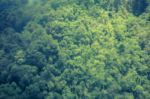 La surface des arbres dans la forêt