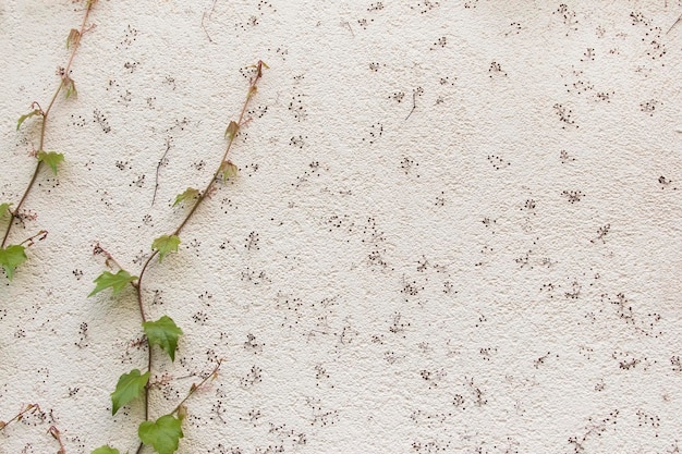 Surface en béton blanc avec un motif de points décoré de feuilles de plantes