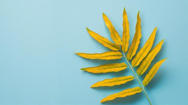 Photo surface blanche avec une plante jaune décorative