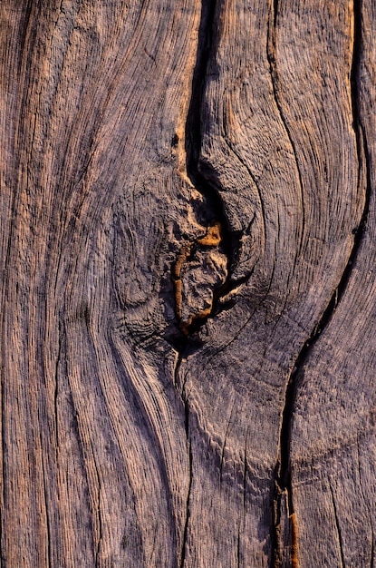 Surface en bois texture