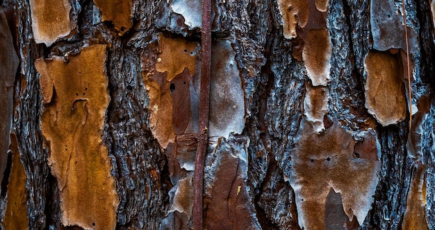 surface en bois texturée naturelle