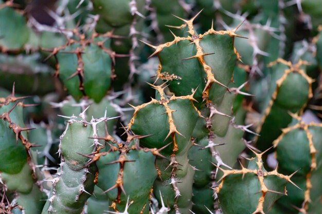 La surface d'un cactus avec beaucoup d'épines