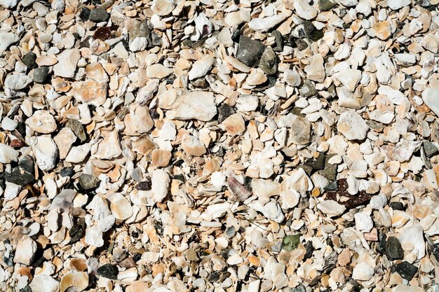 Surface de coquillages de mollusques de plage à Cancale