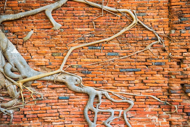 Surface du vieux mur de briques et des racines d'arbres qui y poussent Peut être utilisé comme arrière-plan