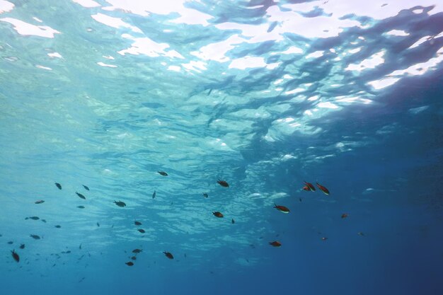 Surface de l'eau de fond bleu sous-marin et poissons