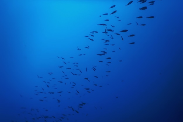 Surface de l'eau de fond bleu sous-marin et poissons