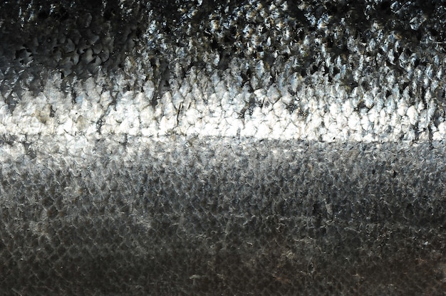 Photo surface d'écailles de poisson argentées, poisson rouge