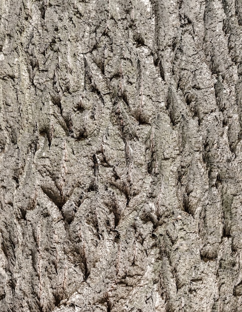 Surface d'écorce d'arbre sans soudure.