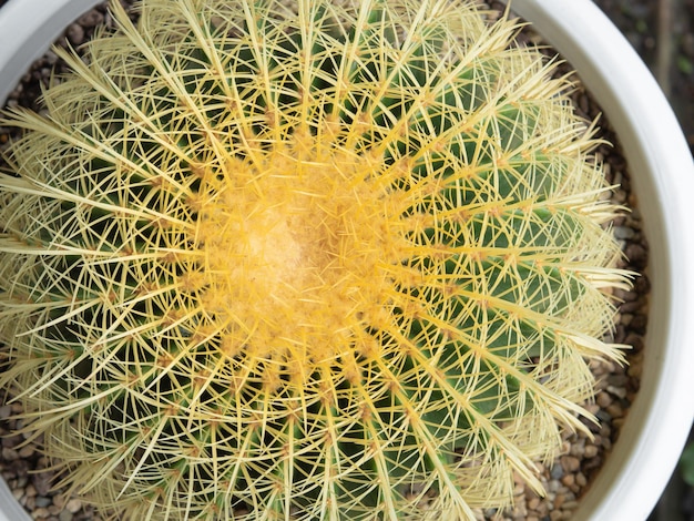 Surface d'épines de cactus vert texturé en pot