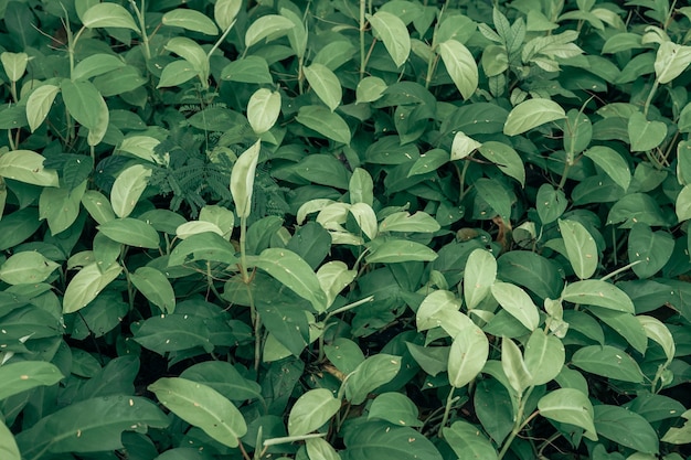 Surface de feuilles vertes tropicales