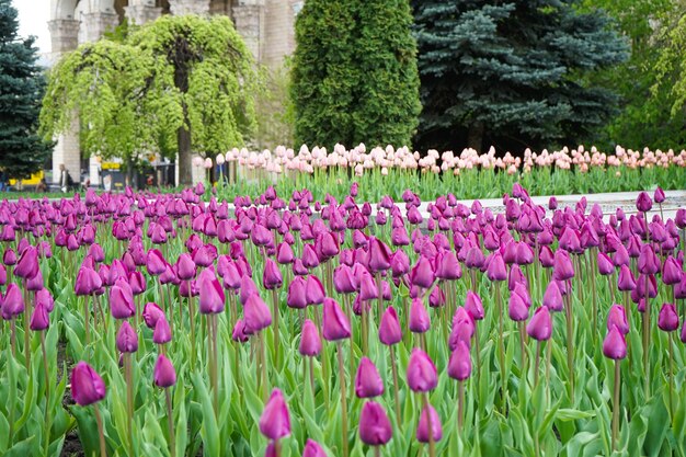 Surface florale. Tulipes en fleurs violettes en parterre de fleurs.