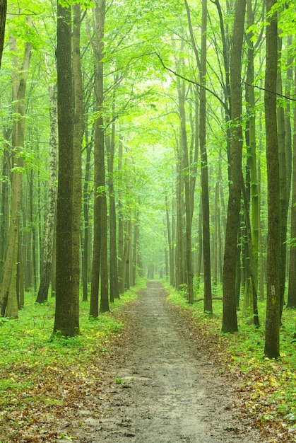 Surface de la forêt verte en journée ensoleillée