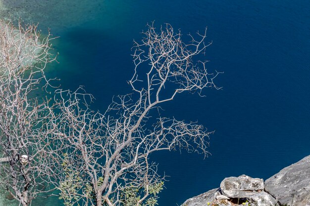 La surface irisée, propre et transparente de la mer et les branches d'un arbre sec