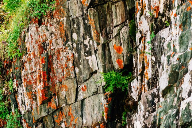 Surface moussue de roche rocheuse orange de montagne avec une végétation riche de hautes terres. Plantes, mousses et lichens sur la falaise. Texture détaillée du flanc de la montagne avec la surface. Rock texturé avec de la verdure.