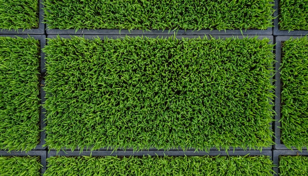 Surface de la nature des champs de maïs feuille feuille de riz vert