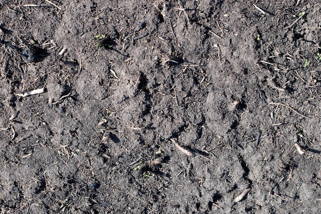 Surface noire du champ rural avec une herbe brûlée Effets du feu d'herbe sur les sols