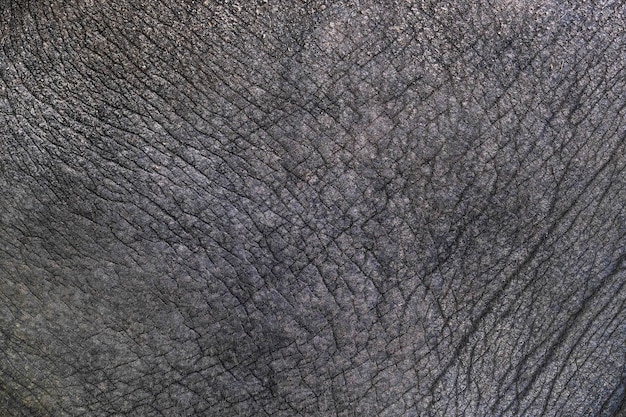 La surface de la peau d&#39;éléphant sur le fond