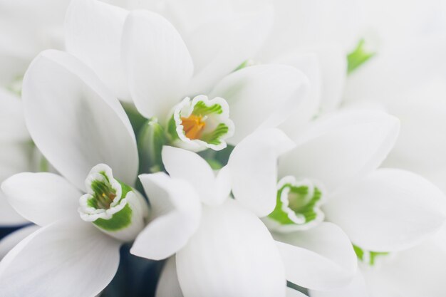 surface de perce-neige blanc Galanthus nivalis close up macro shoot.