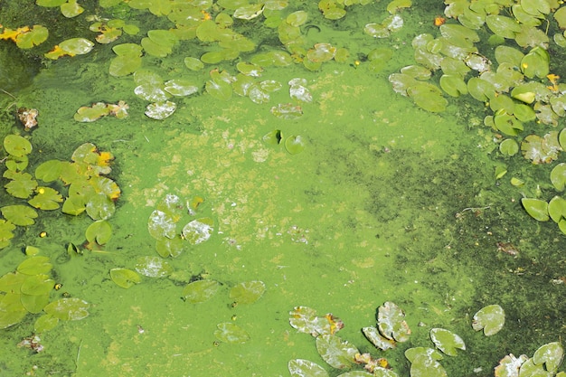 Surface de la rivière recouverte de lentilles d'eau et de feuilles de lys Algues vertes à la surface de l'eau Protection de l'environnement
