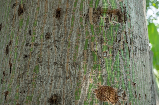 Surface et texture du tronc d'arbre sur la pinède au printemps