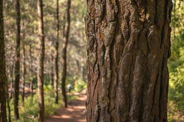 Surface et texture du tronc d'arbre sur la pinède au printemps