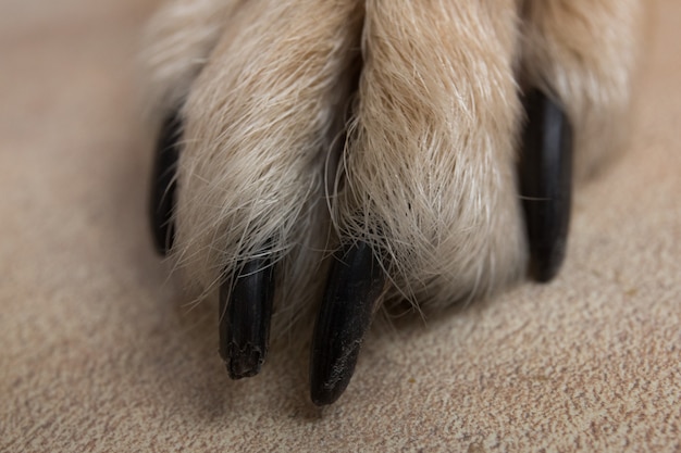 Surface de texture des pieds et des jambes du chien. Gros plan image d'une patte de chien sans-abri. Texture de la peau. Patte de chien au repos se bouchent