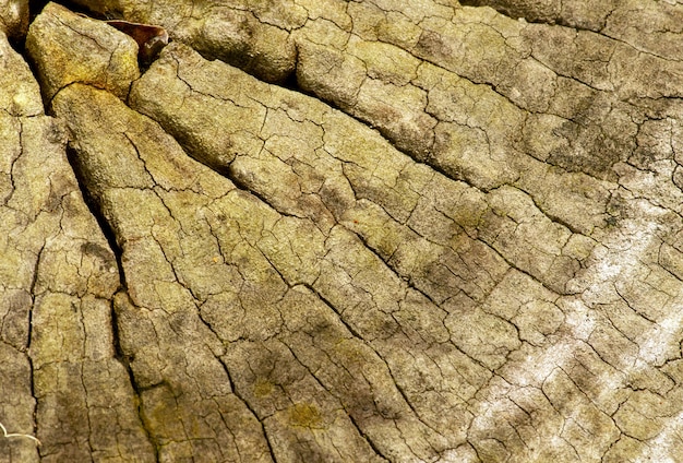 La surface d'un vieux bois pour fond naturel.