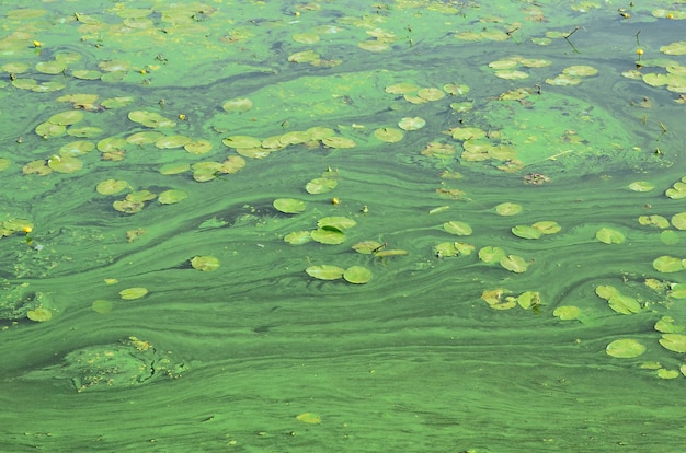 La surface d&#39;un vieux marais couvert de lentilles d&#39;eau et de feuilles de lys