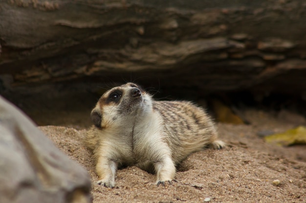 Suricata suricatta regarde quelque chose