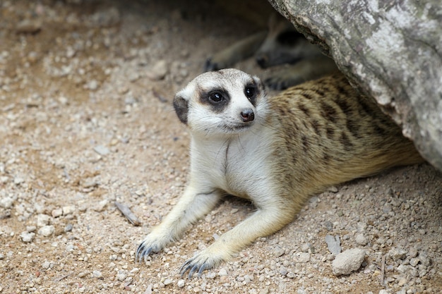 Le Suricata suricatta ou suricate dans la grotte