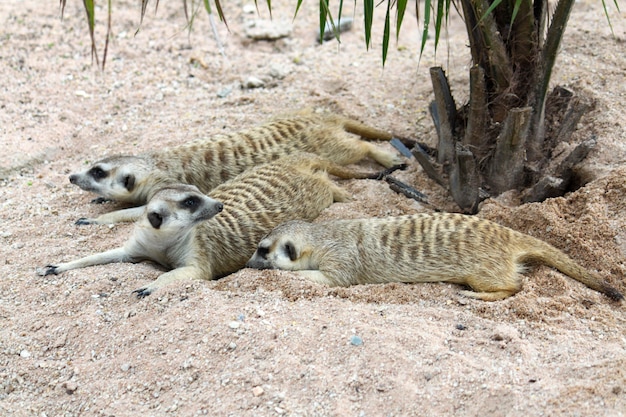 Le Suricata Suricatta Ou Suricate Dorment Sur Le Sable