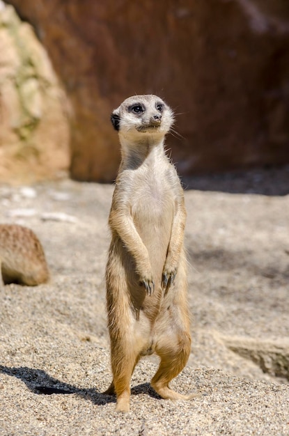 Suricate à l'affût