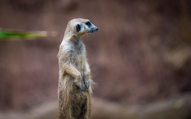 Suricate animal de la faune